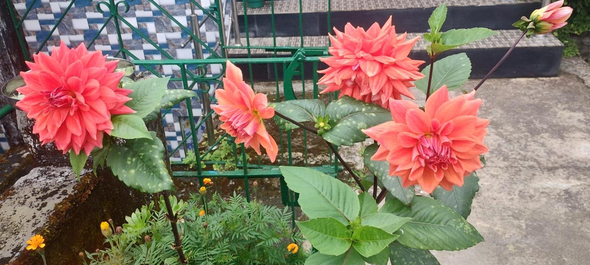 Ghum Tranquil Retreat Homestay מראה חיצוני תמונה